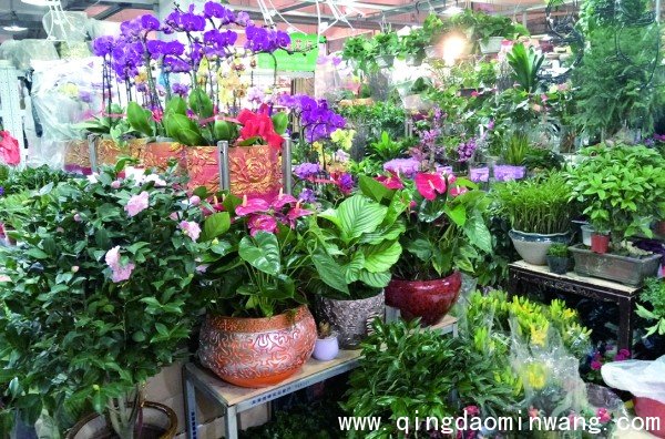 记者打探春节前花卉市场 鲜花价格上涨，绿植销售火热